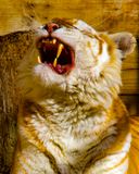 _MG_6676rav 8x10 copy.jpg