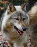 _MG_3583a 8x10bel 1.jpg