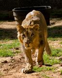 _MG_1109a 8x10kaw.jpg