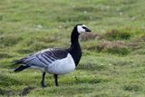 Barnacle Goose (Branta leucopsis)