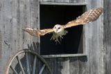 Raptor Conservancy D230709 0802 www.jpg