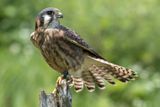 Raptor Conservancy D230709 1055 www.jpg