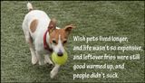 animals - wish pets lived longer.jpg