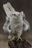 Canadian Raptors D250406 1990 www.jpg