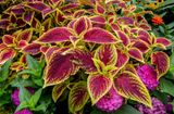 coleus_edited-1.jpg