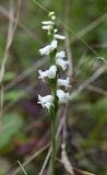Spiranthes arcisepala - rare in the area