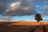 The Harvester