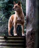 Dingo posing