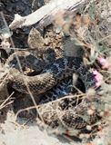 Northern Pacific Rattlesnake - Crotalus oreganus oreganus