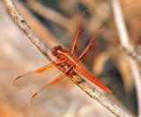Flame Skimmer - Libellula saturata