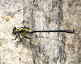 Grappletail - Octogomphus specularis