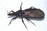 Western Conenose - Triatoma protracta