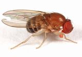 Amiota sp.