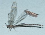 Antlion