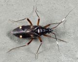Fulvius imbecilis