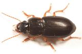 Harpalus herbivagus