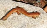 Northern Spring Salamander - Gyrinophilus porphyriticus
