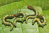 Nematus cf-erythrogaster
