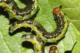 Nematus cf-erythrogaster