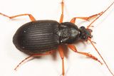 Chlaenius laticollis