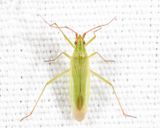 Trigonotylus caelestialium