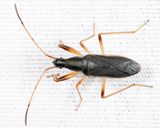 Cnemodus mavortius