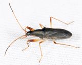 Cnemodus mavortius