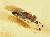 Metaphycus sp.