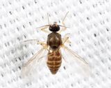 Atrichopogon sp.