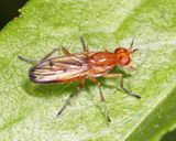 Renocera cressoni