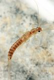Allocapnia nivicola
