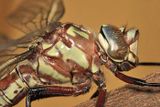Cyrano Darner - Nasiaeschna pentacantha