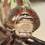 Cyrano Darner - Nasiaeschna pentacantha