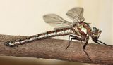 Cyrano Darner - Nasiaeschna pentacantha
