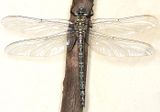 Cyrano Darner - Nasiaeschna pentacantha