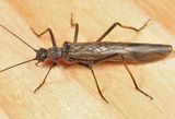 Taeniopteryx burksi