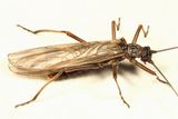 Taeniopteryx parvula
