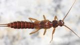 Paracapnia angulata