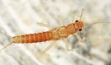Capnura manitoba