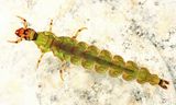 Rhyacophila fuscula