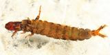 Hydropsyche sparna