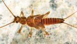 Strophopteryx fasciata
