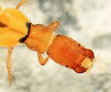 Chimarra aterrima