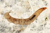 Dicranota sp.