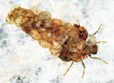 Neophylax fuscus