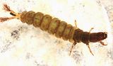 Hydropsyche betteni