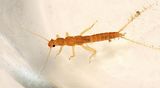 Leuctra ferruginea