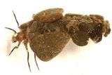 Neophylax concinnus