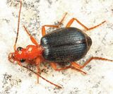 Brachinus medius