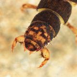 Hydropsyche morosa